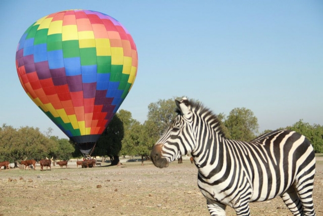  Balloon safari 